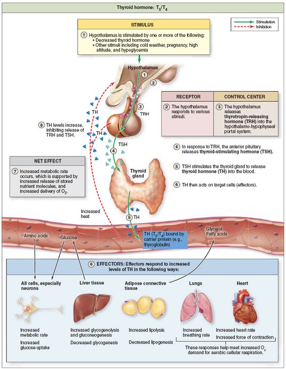 Is my thyroid underachieve